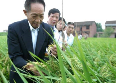 袁隆平超級雜交水稻畝產(chǎn)1149.02公斤，破世界紀(jì)錄！